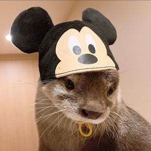 Meet your Posher, Sebastian